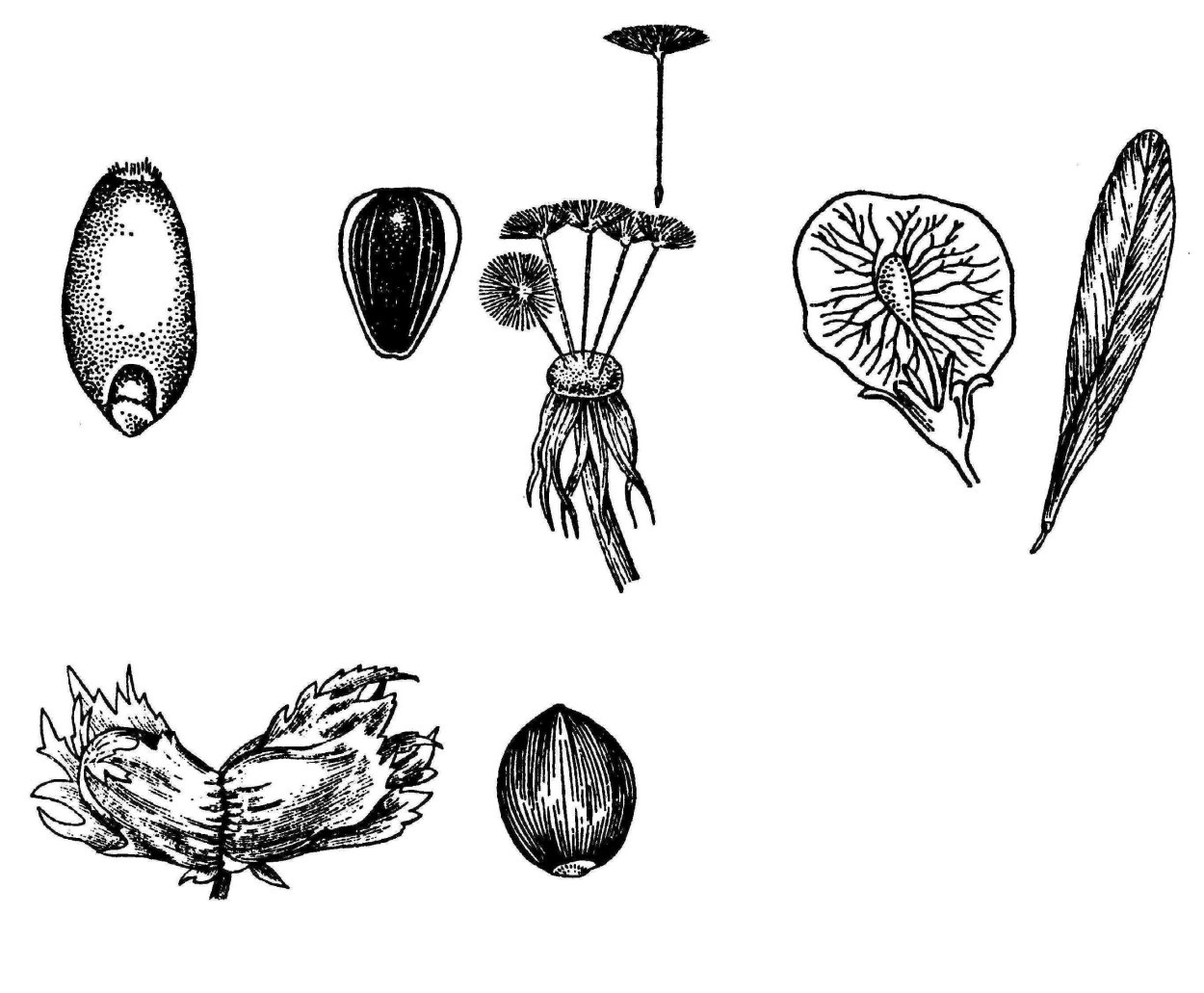 Орех фундук строение плода