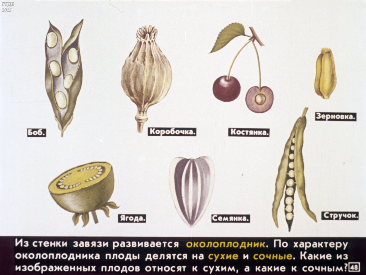 Лотос орехоносный семена