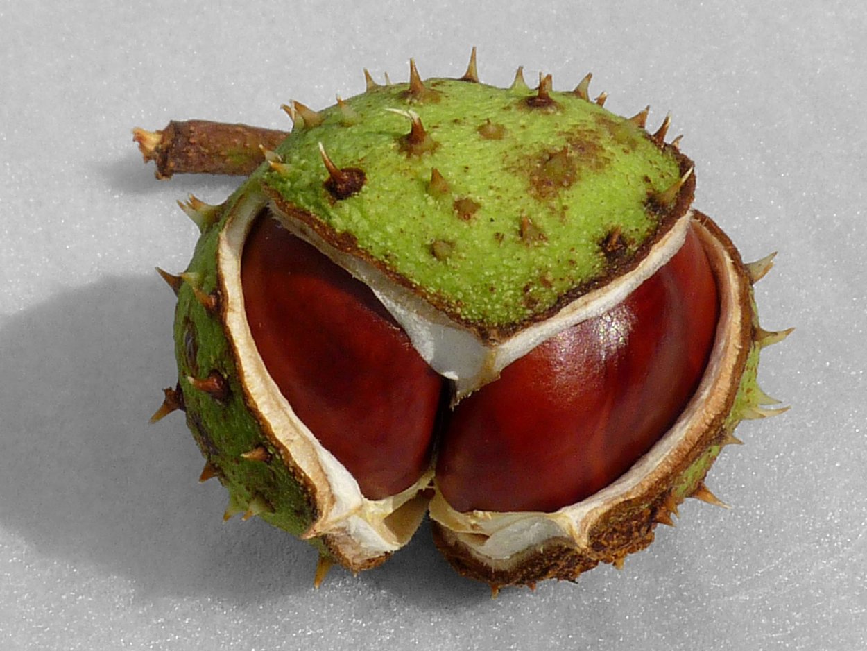 Каштан конский плоды