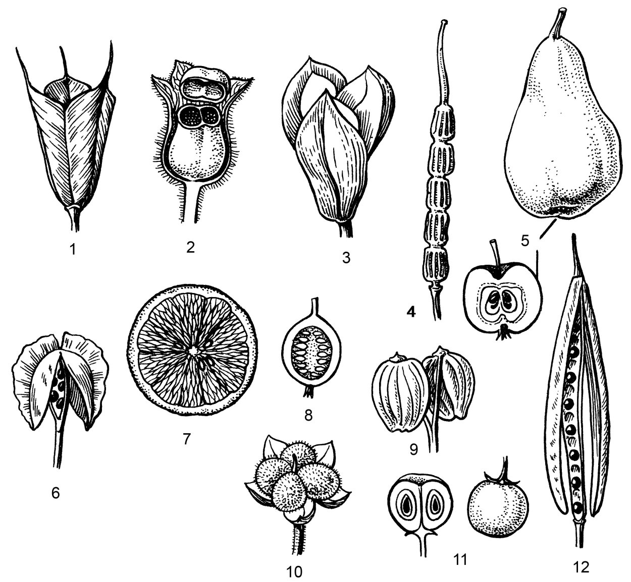 Плоды (семена) конского каштана