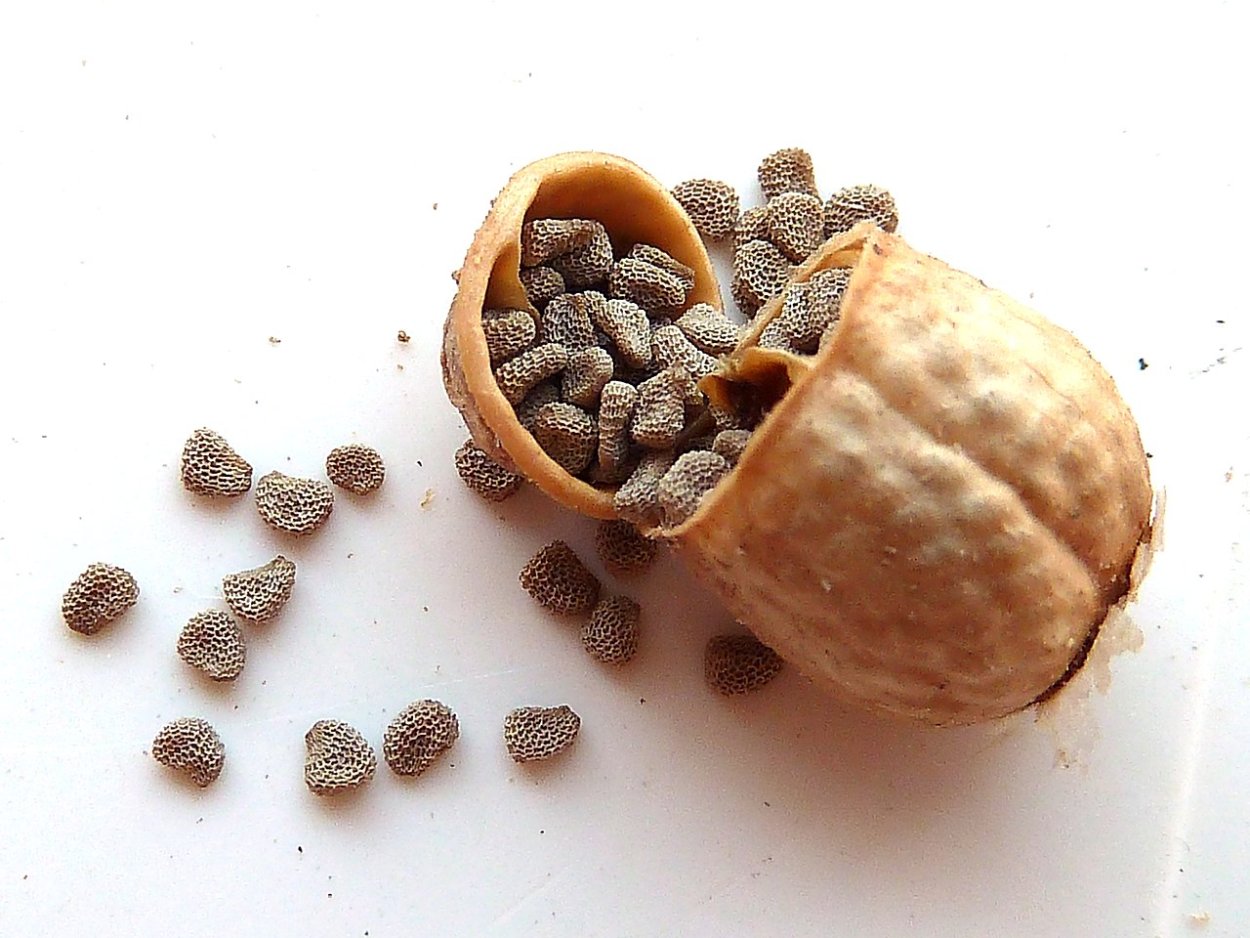 Мак папавер сухоцвет