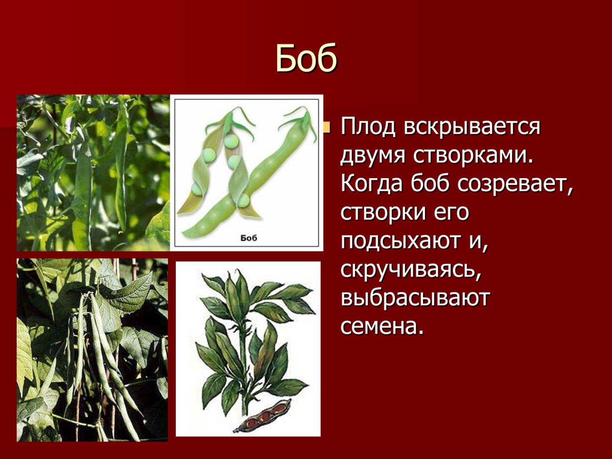 Каштан дерево плоды