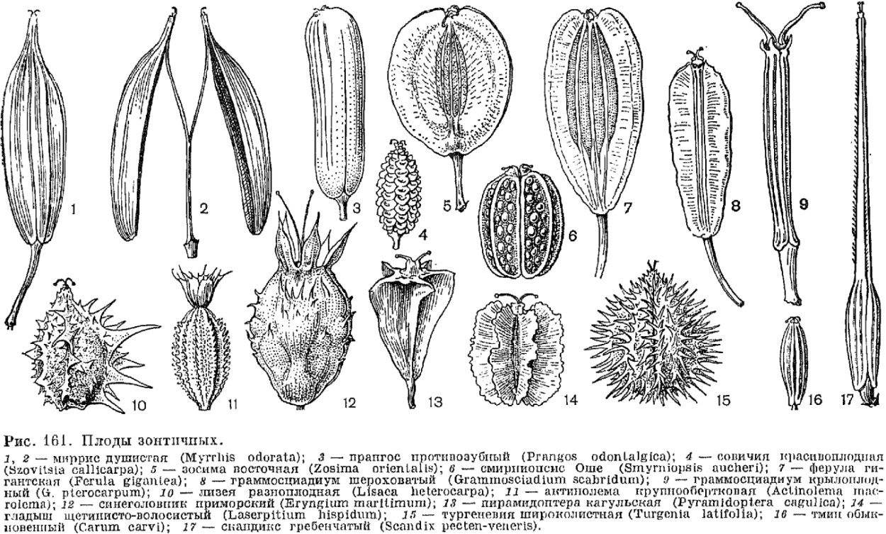 Апокарпный гинецей плод