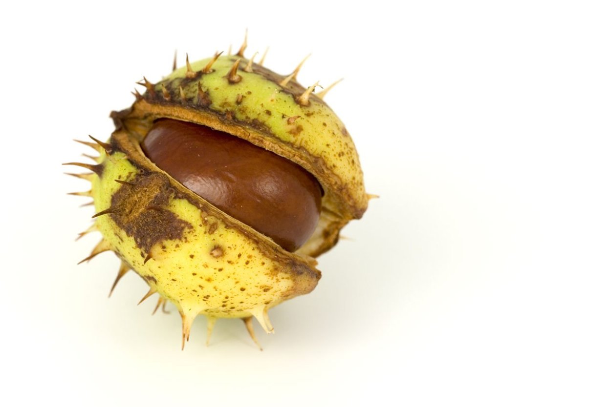 Каштан листья и плоды