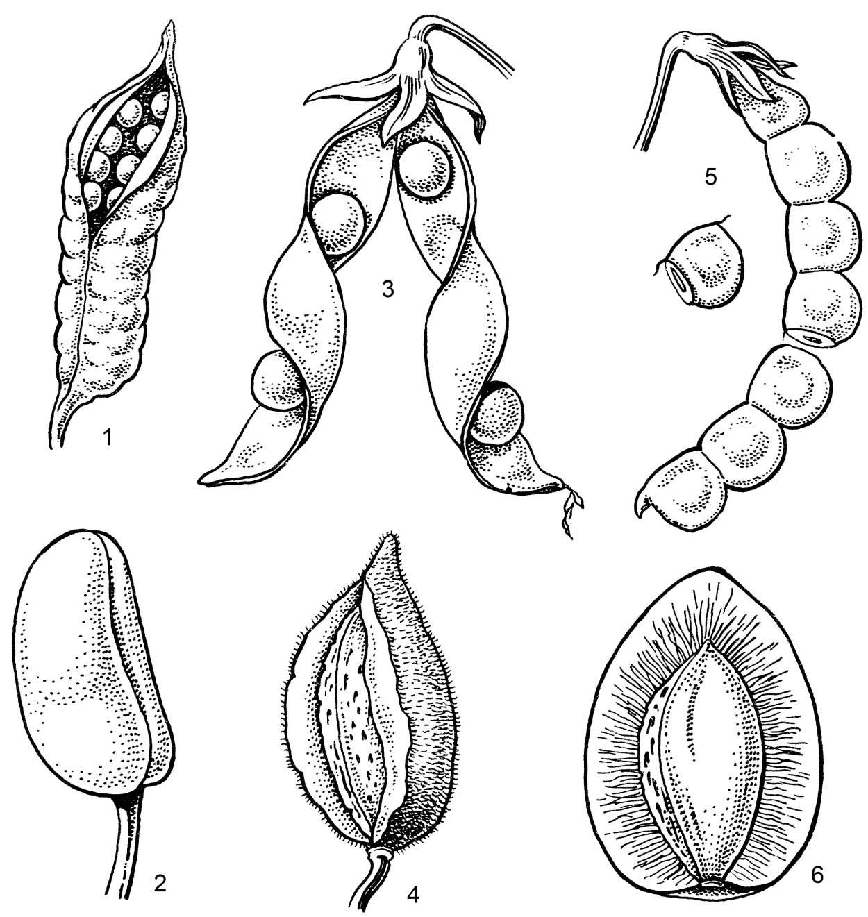 Растения с плодом Желудь