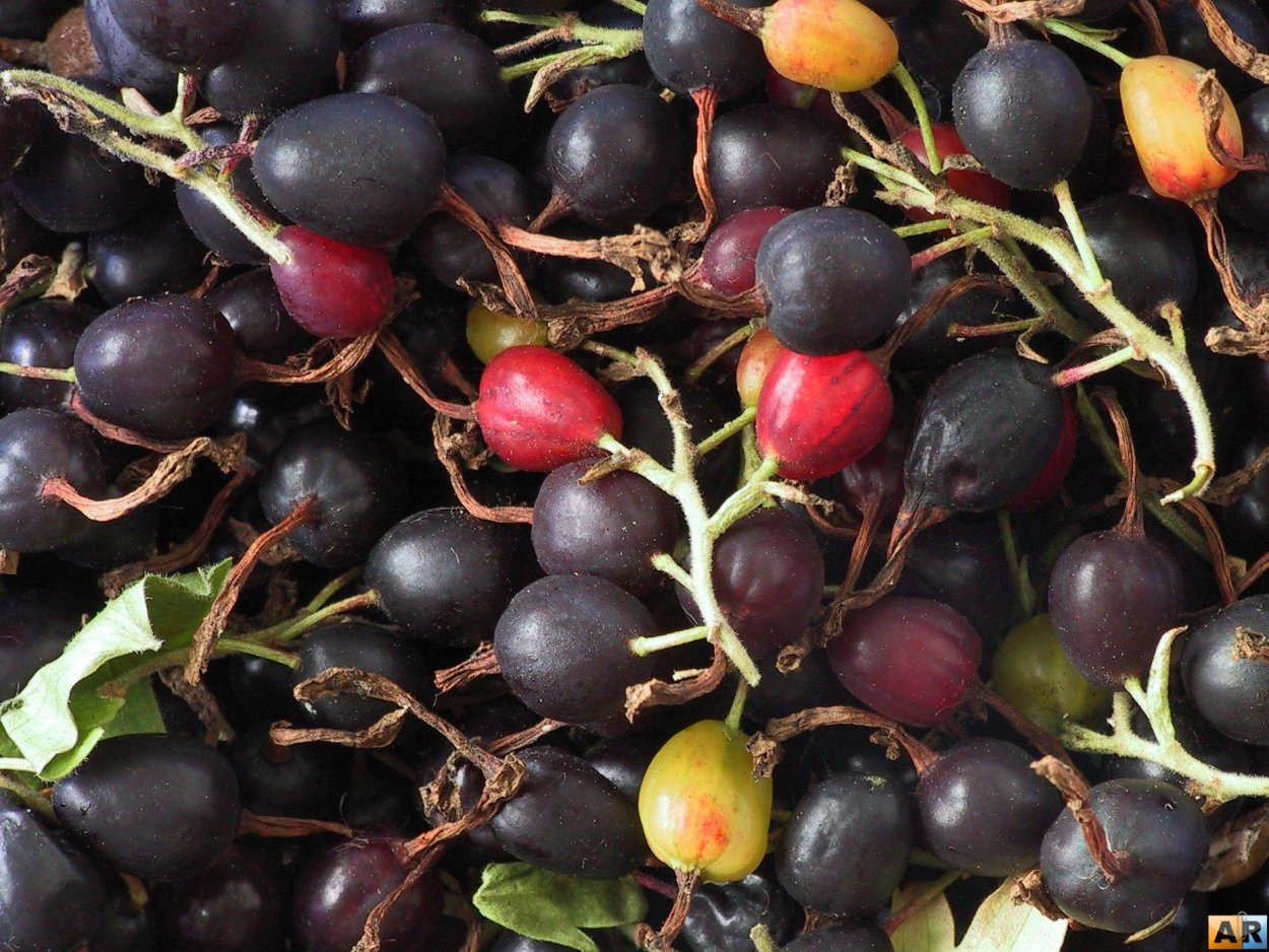 Необычные ягоды