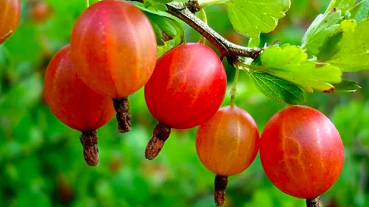 Корзина с ягодами