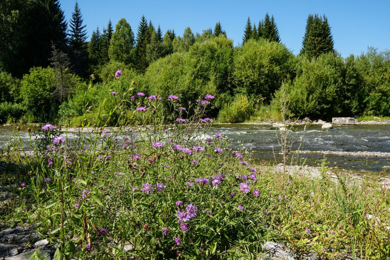 Тайга Салаирский Кряж