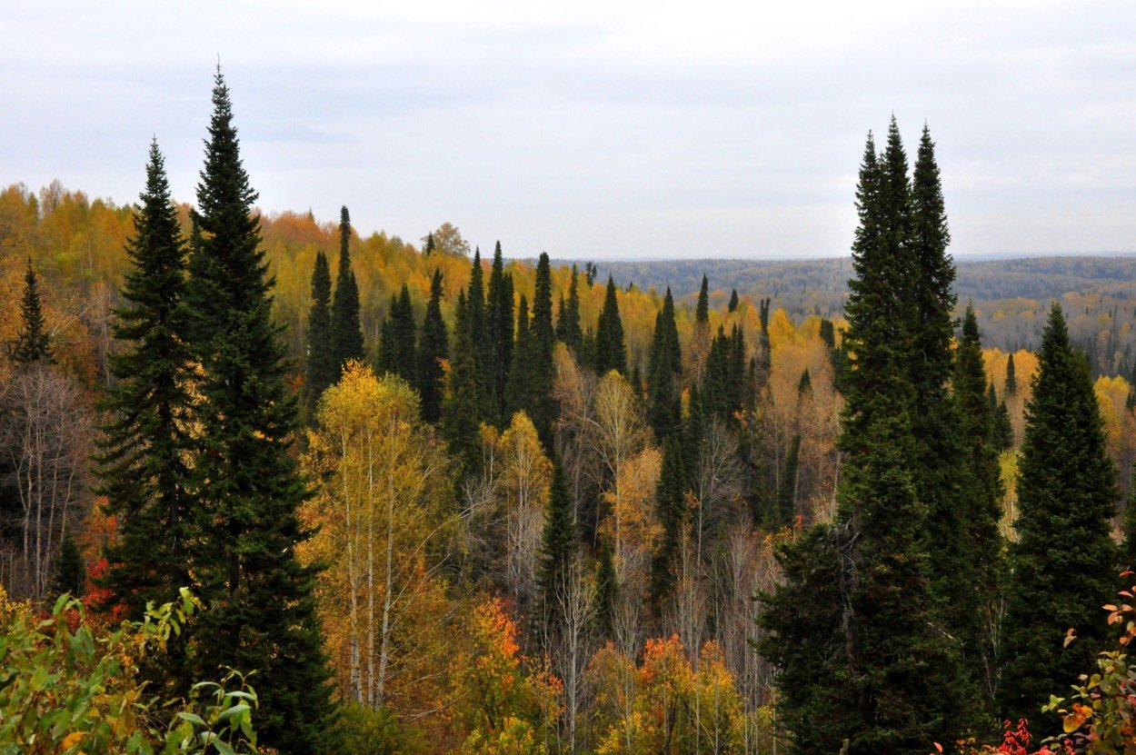 Тайга Салаирский Кряж