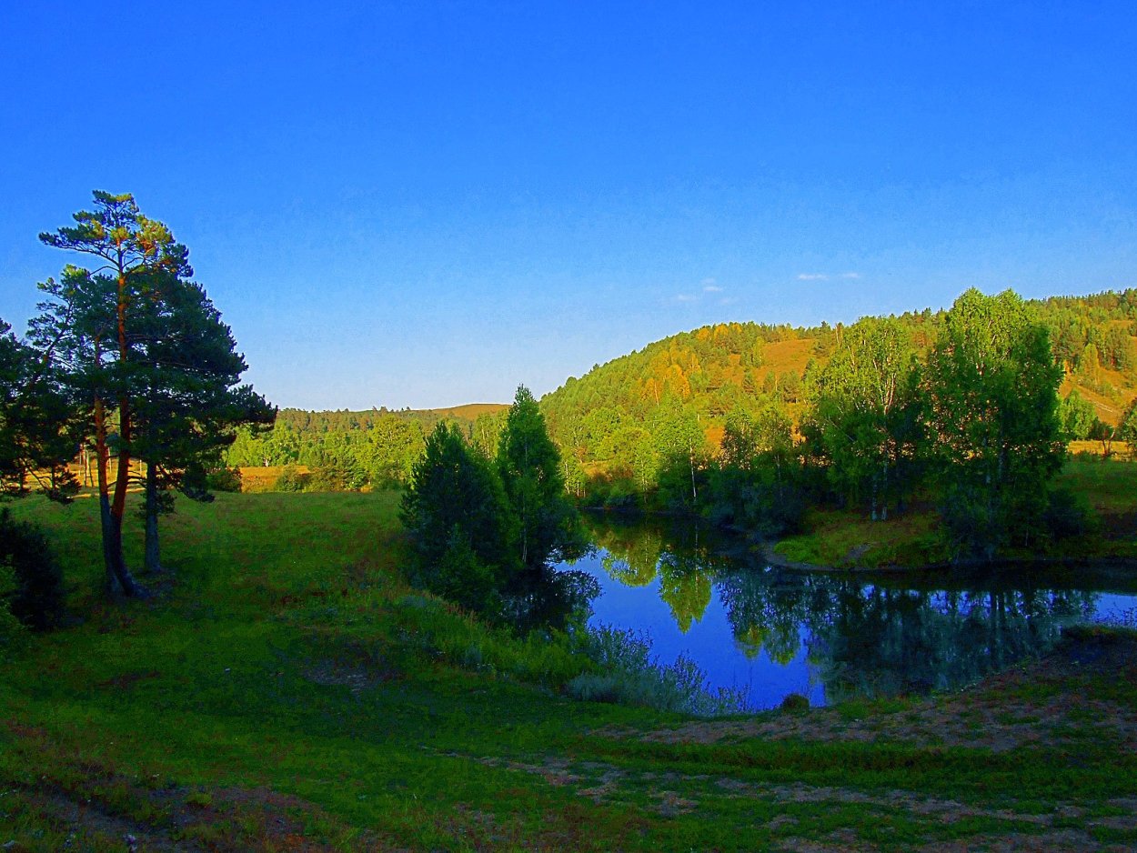 Уснея длиннейшая Usnea longissima