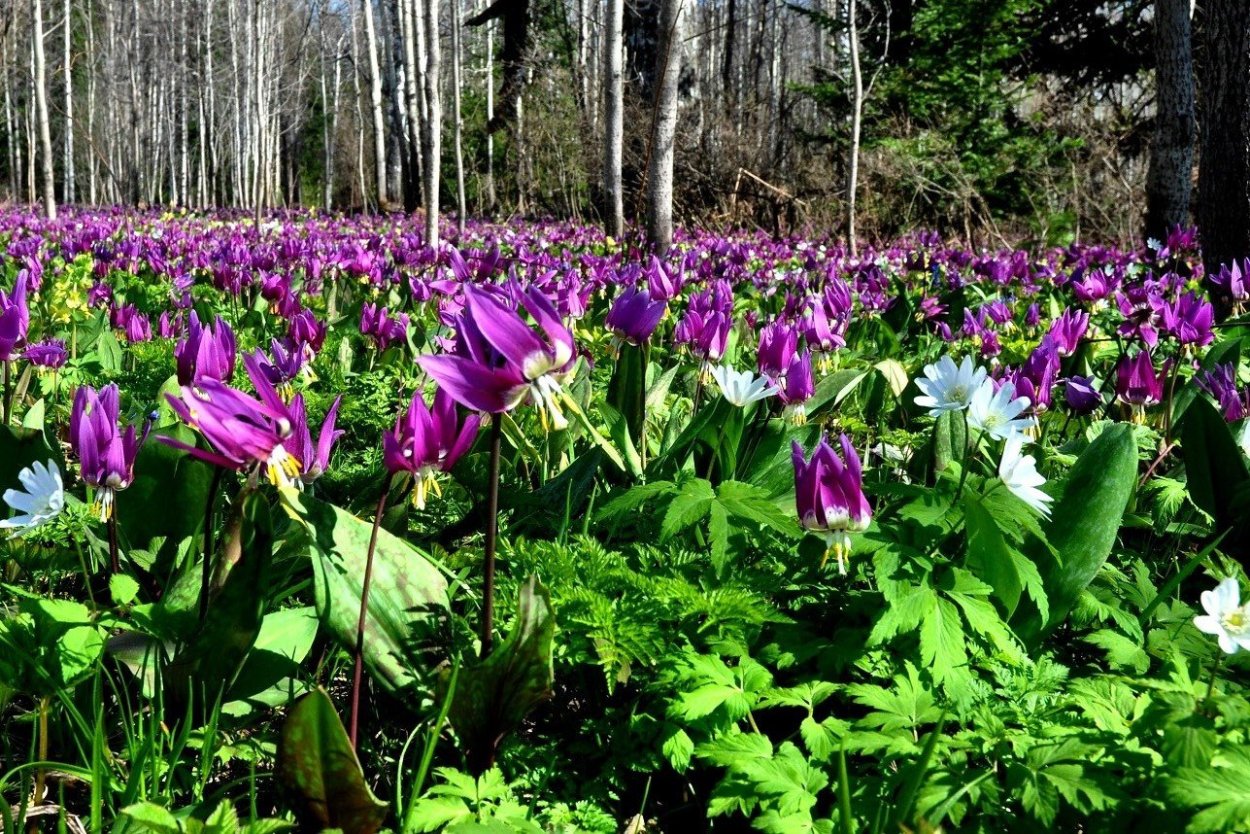 Хребет Салаирский Кряж
