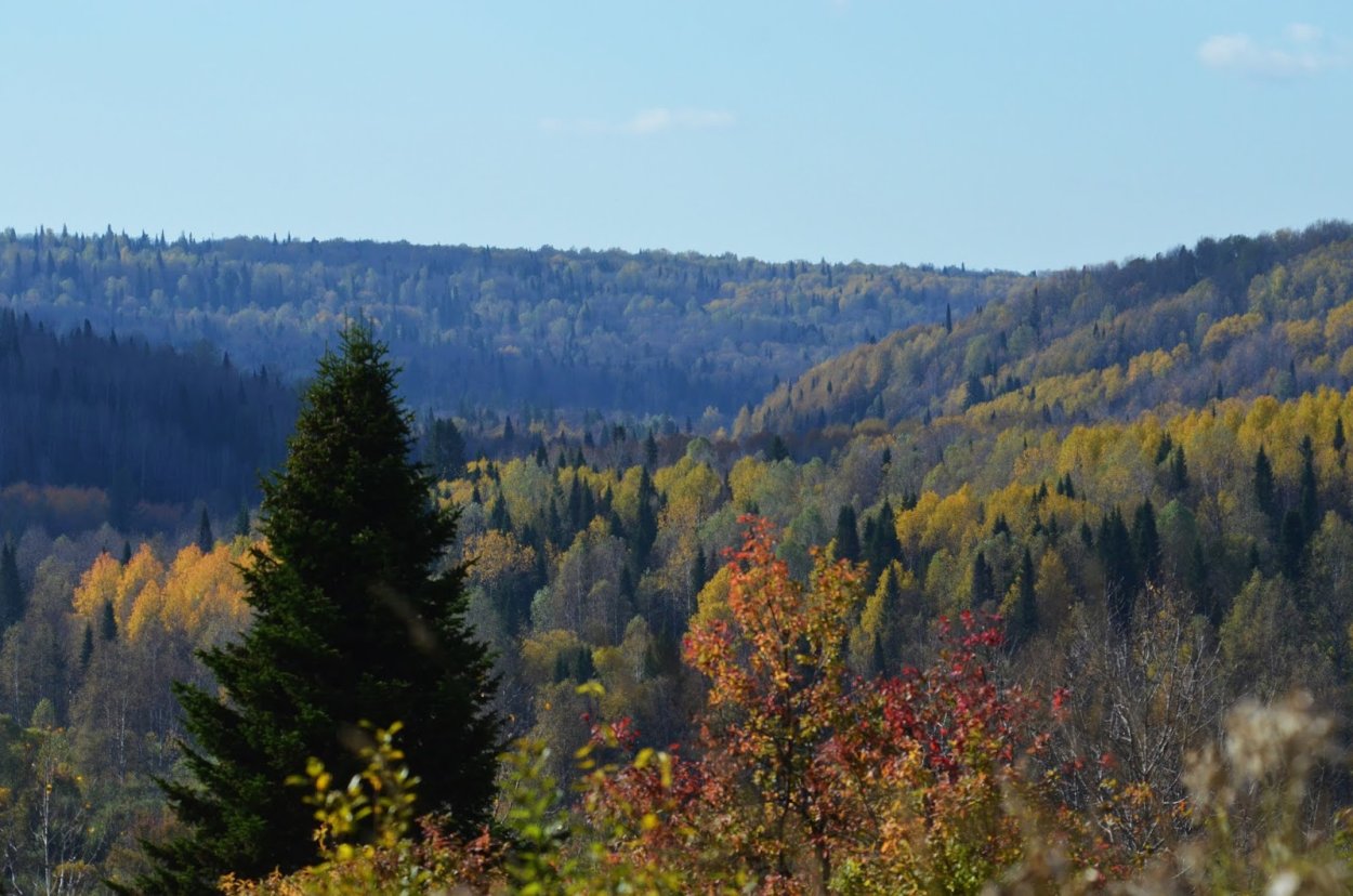 Тайга Салаирский Кряж