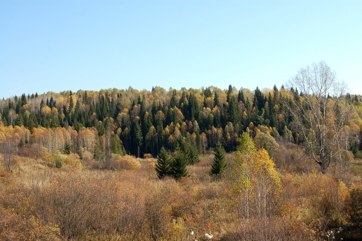 Горный Алтай Тайга