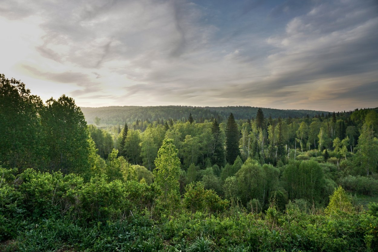 Растения нац парка Салаир