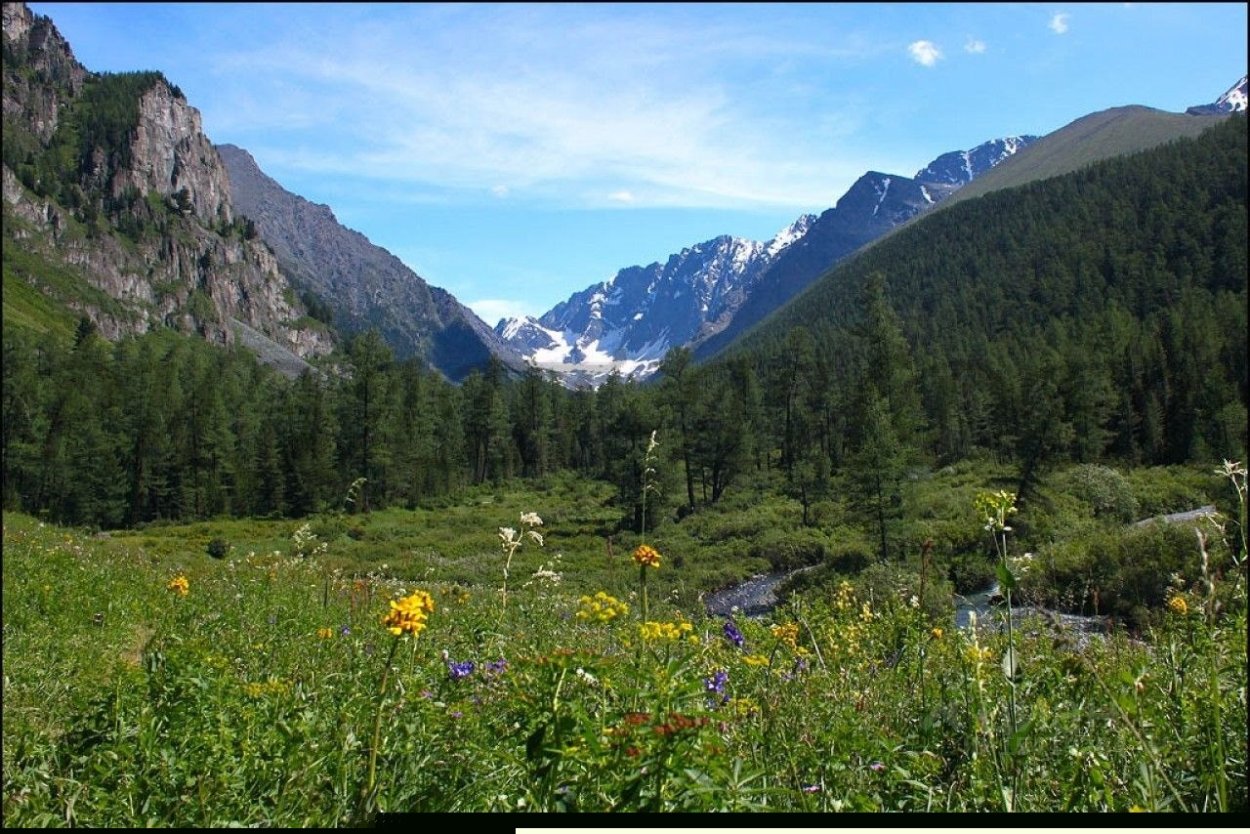 Прополка лесных культур