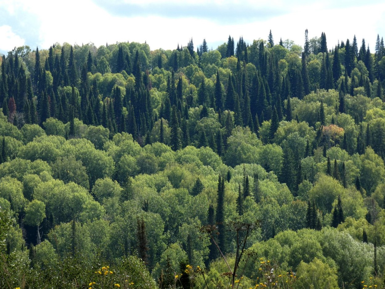 Салаир парк отдыха