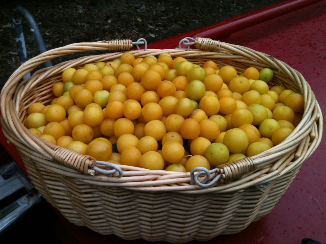 Алыча желтая