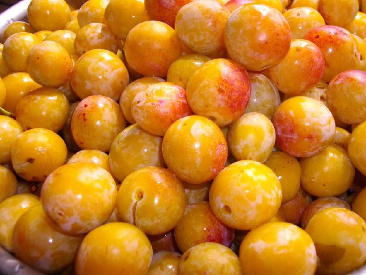 Алыча ягода желтая