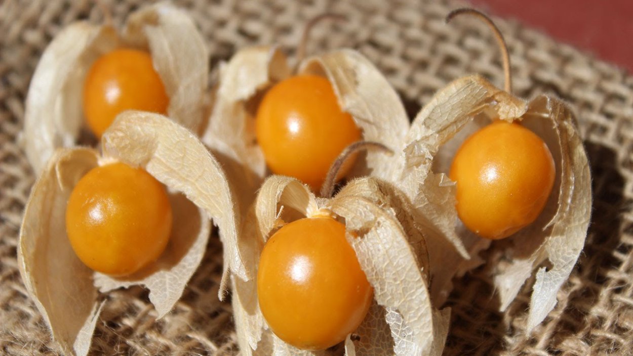 Cape Gooseberry
