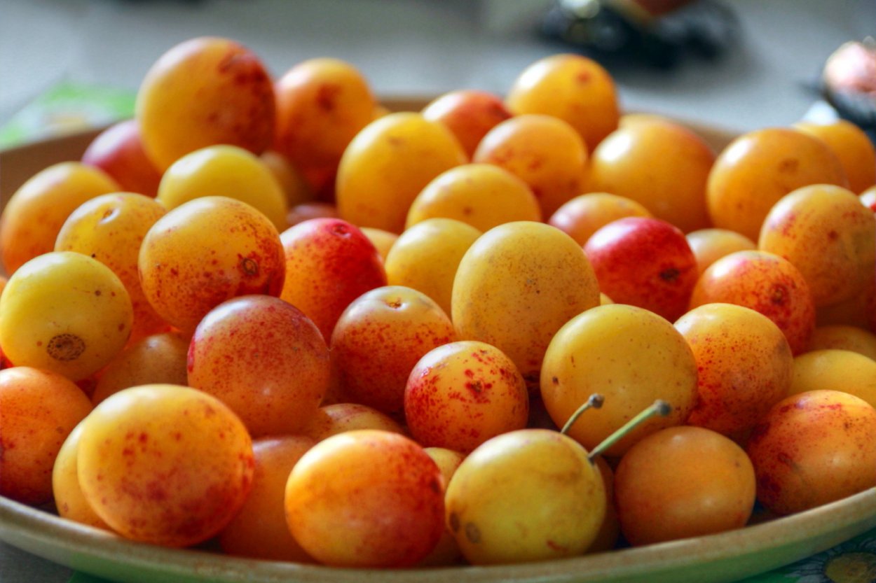 Слива Мирабель