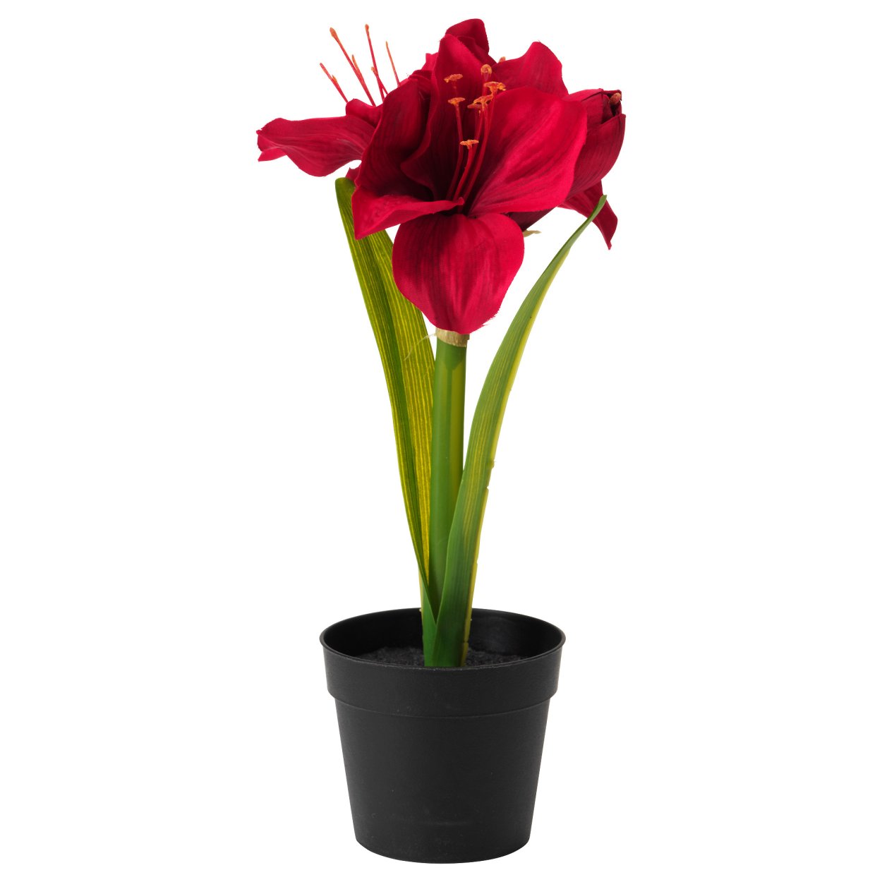 Амариллис красный