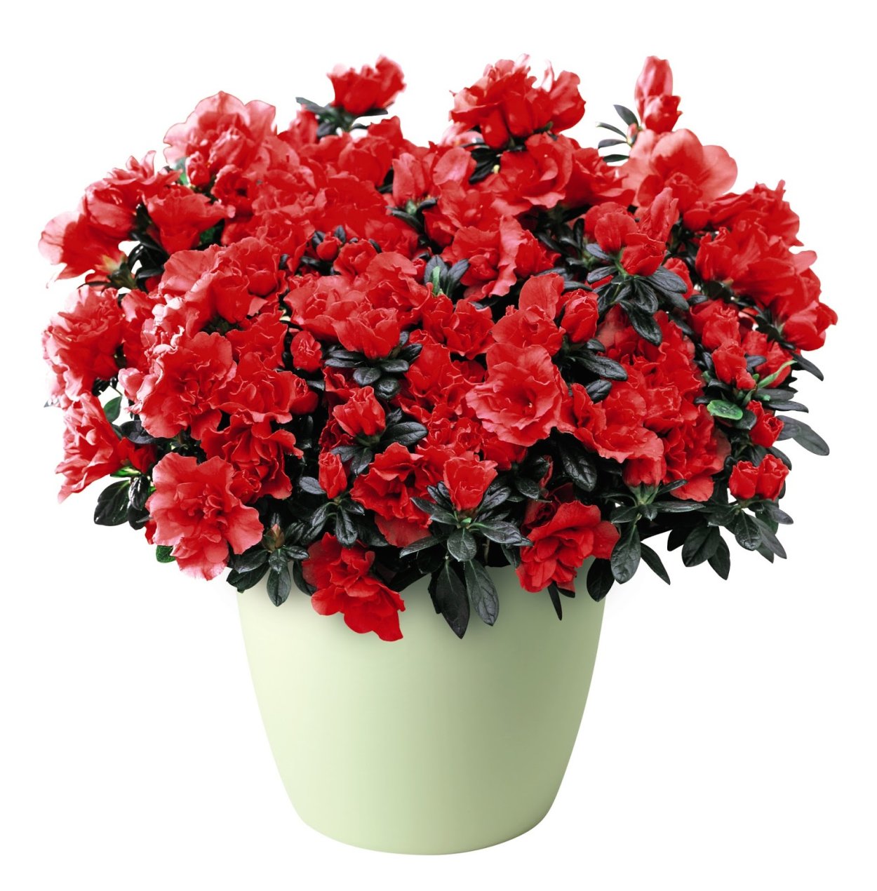 Азалия бегония Азалия