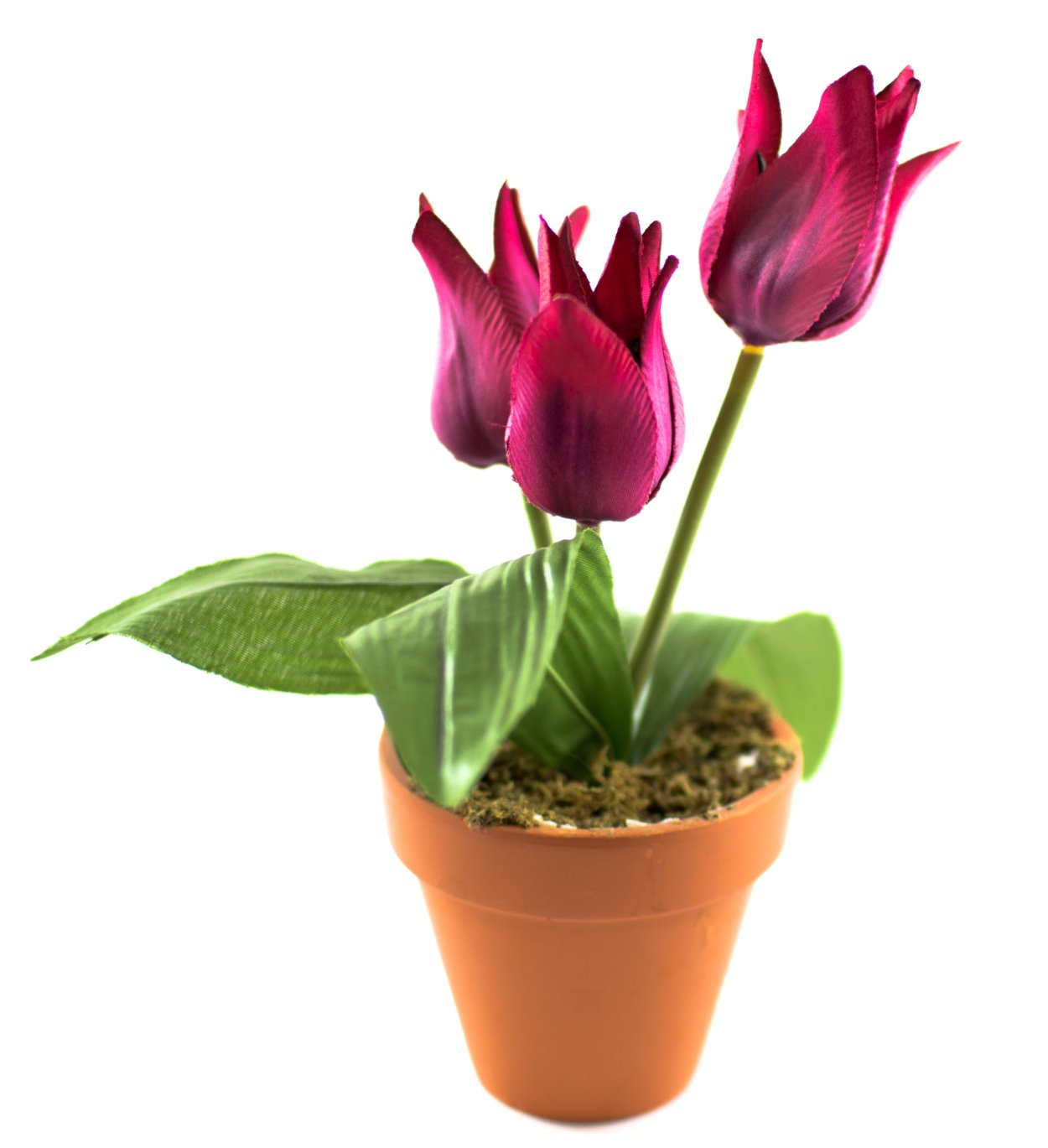 Цветок в горшке jpg