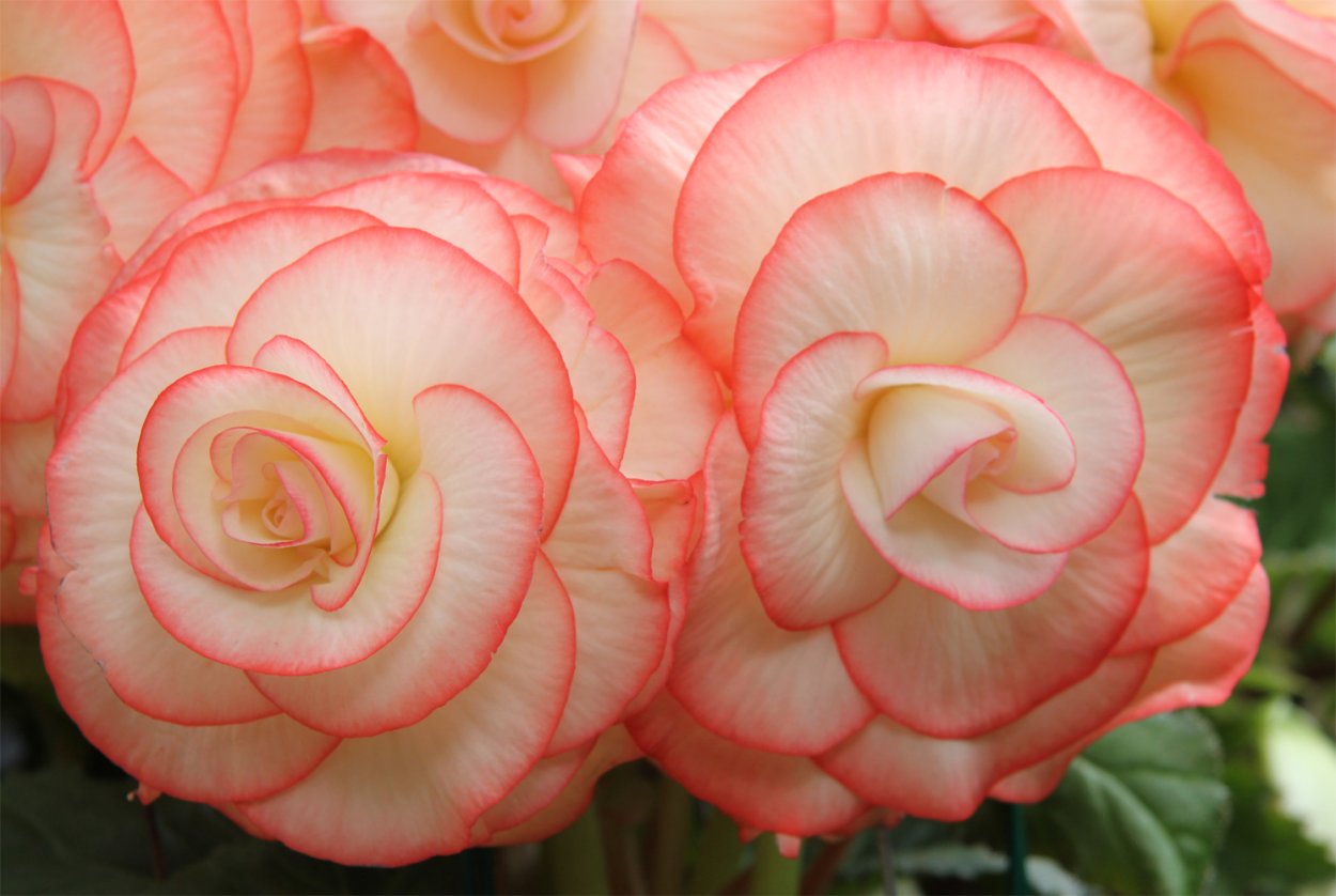 Бегония chlorosticta Red