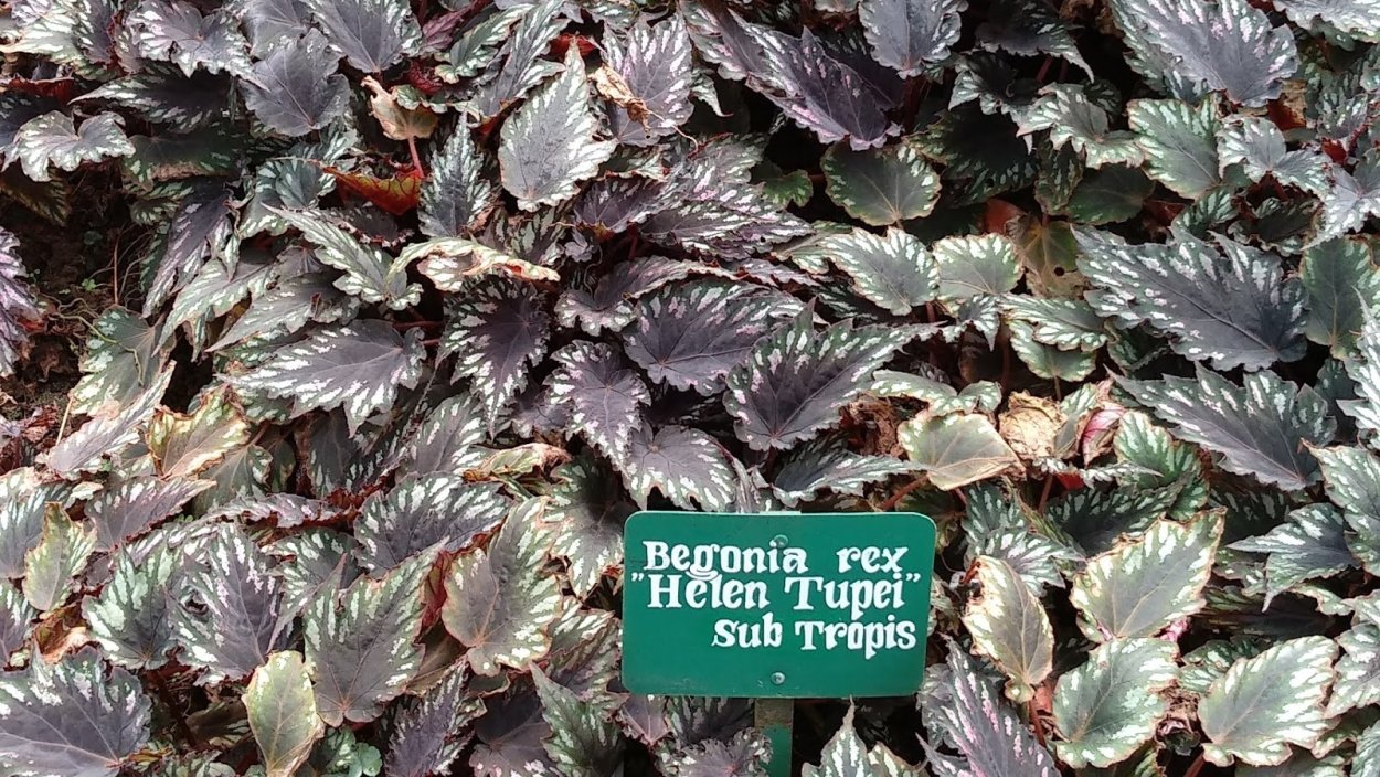 Бегония ампельная Шардоне