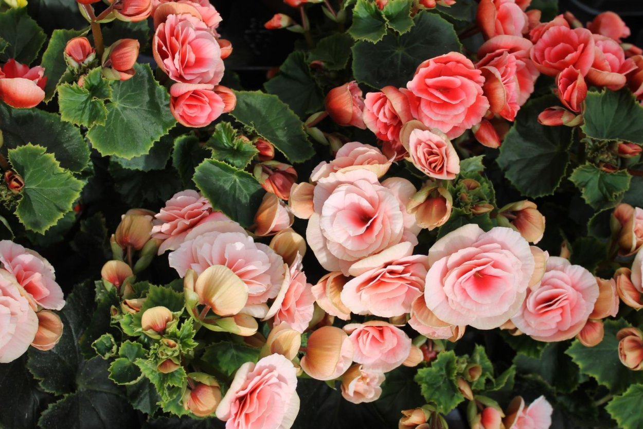 Цветок бегония