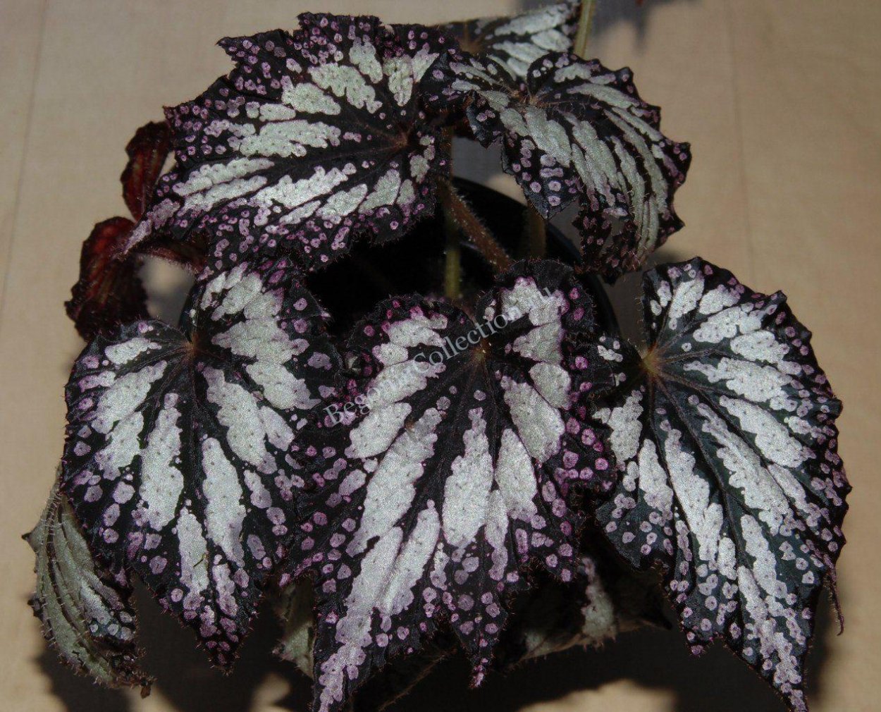 Сонерила Жемчужная растение