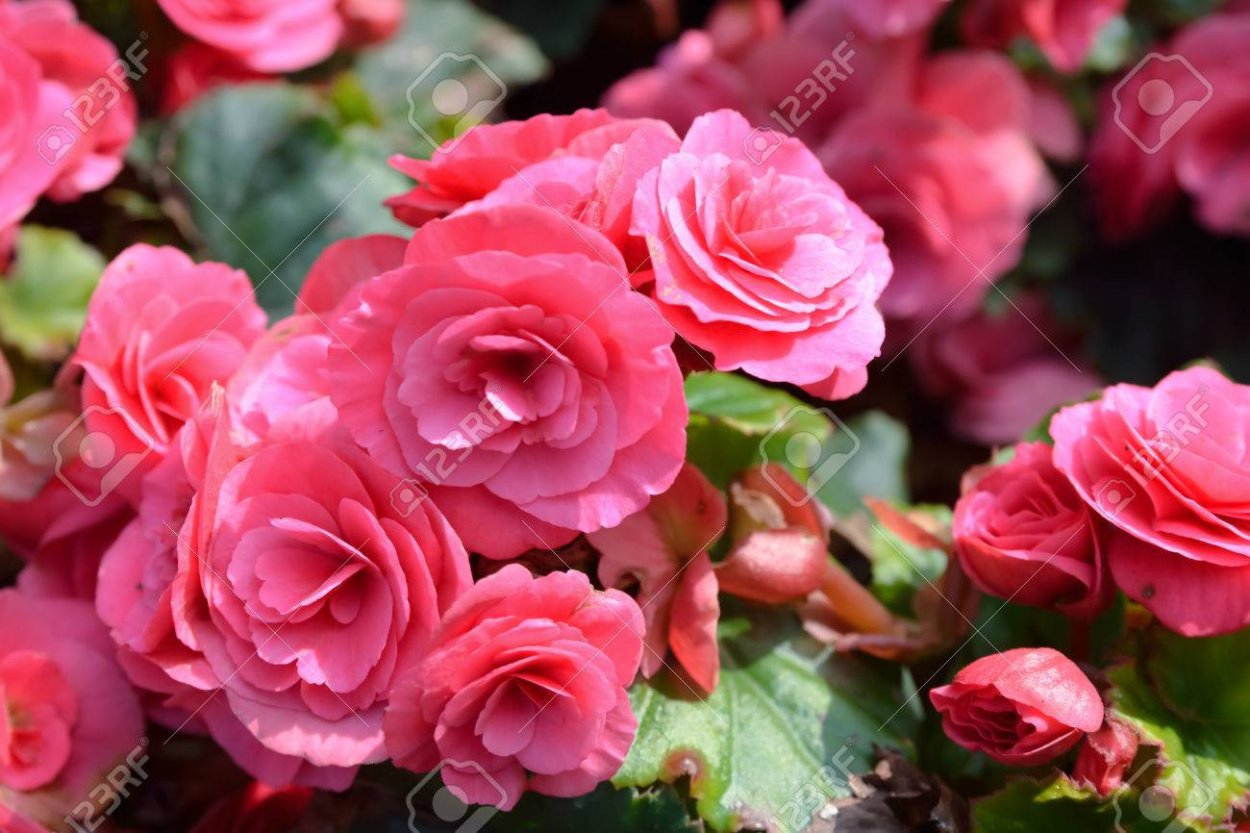 Купить кудексную бегонию