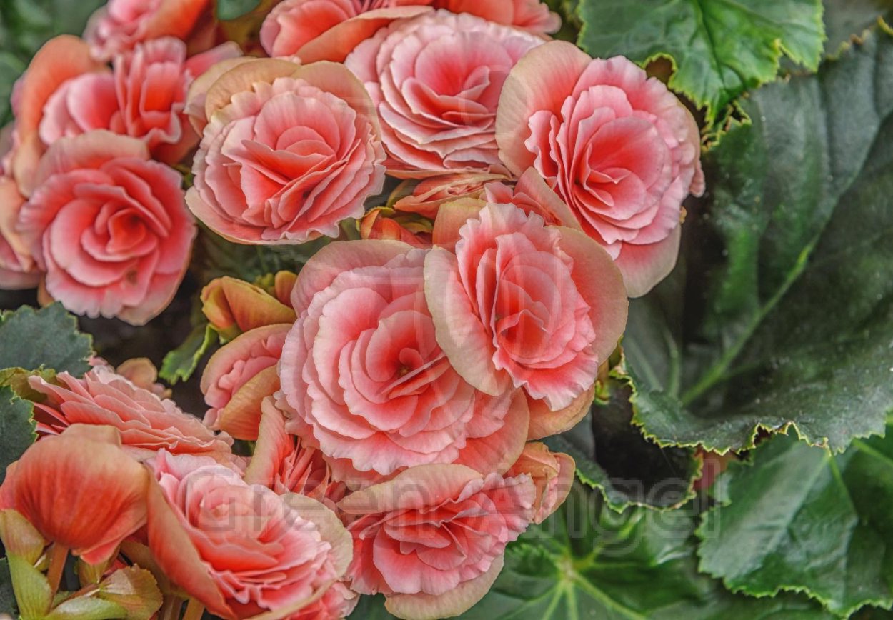 DS Джоконда бегония