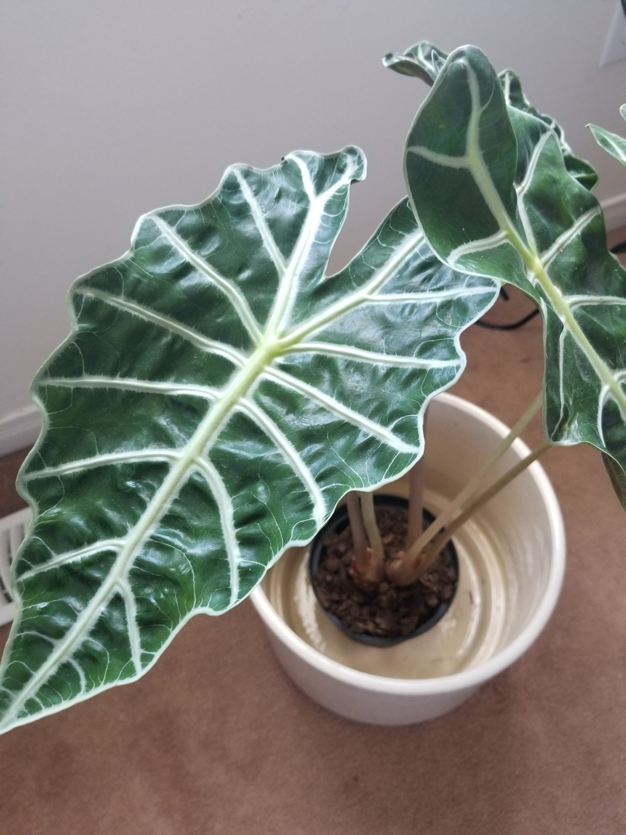 Алоказия Сандера Полли