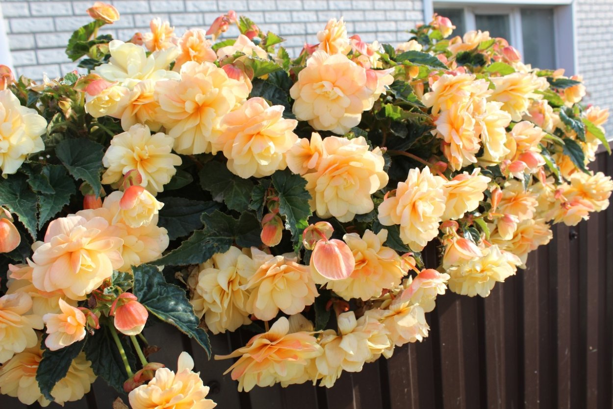 Бегония Appleblossom