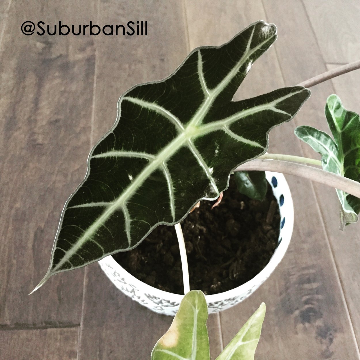 Алоказия Полли цветет