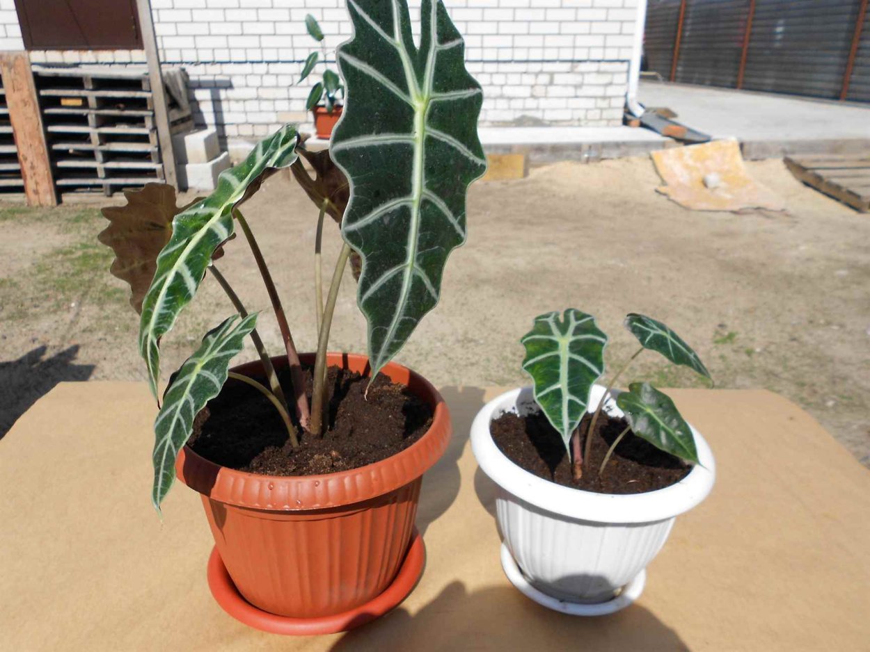 Алоказия Полли клубень