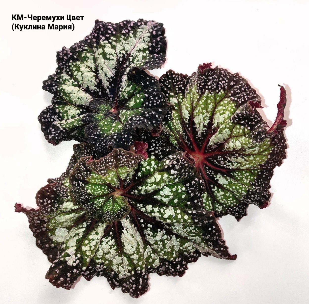 Бегония Королева розовая