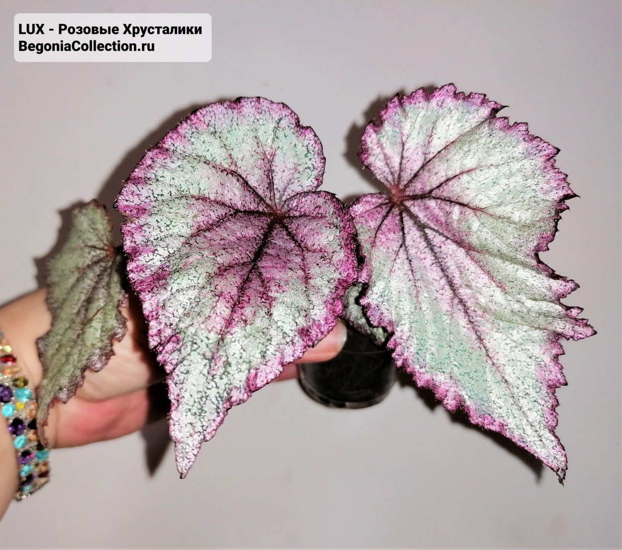 DS экзот бегония