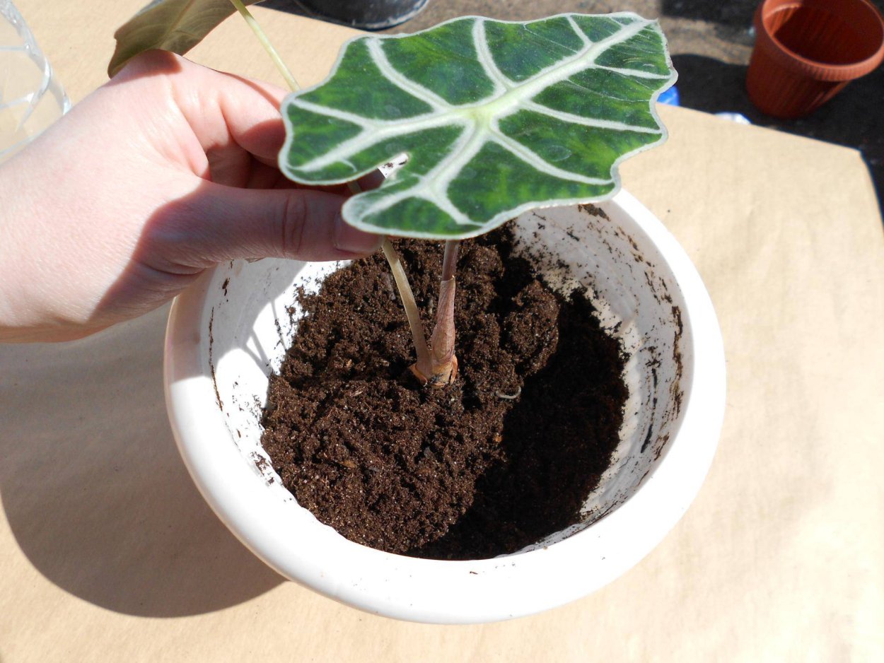 Алоказия Полли клубень