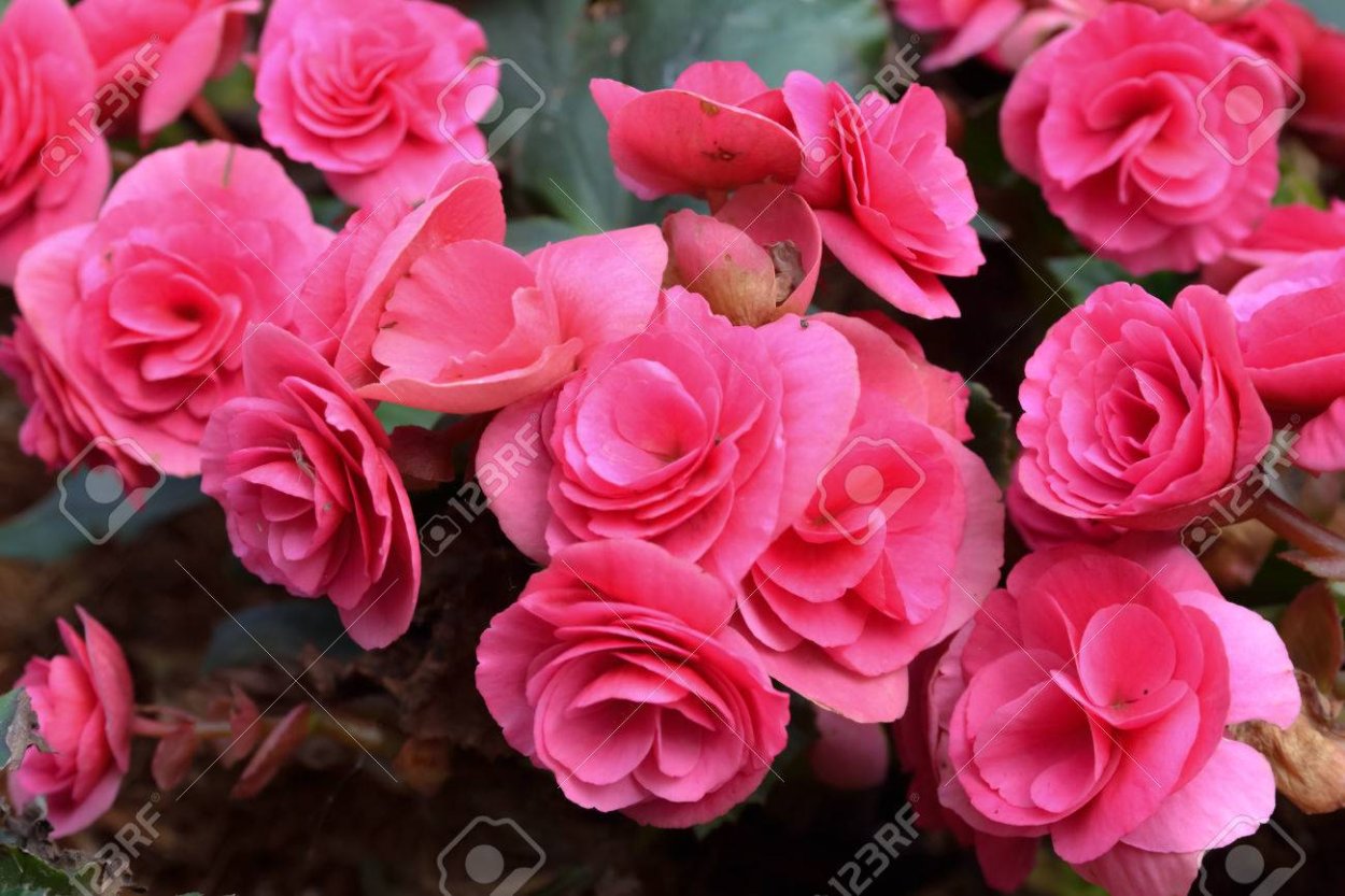 Бегония кимченирия