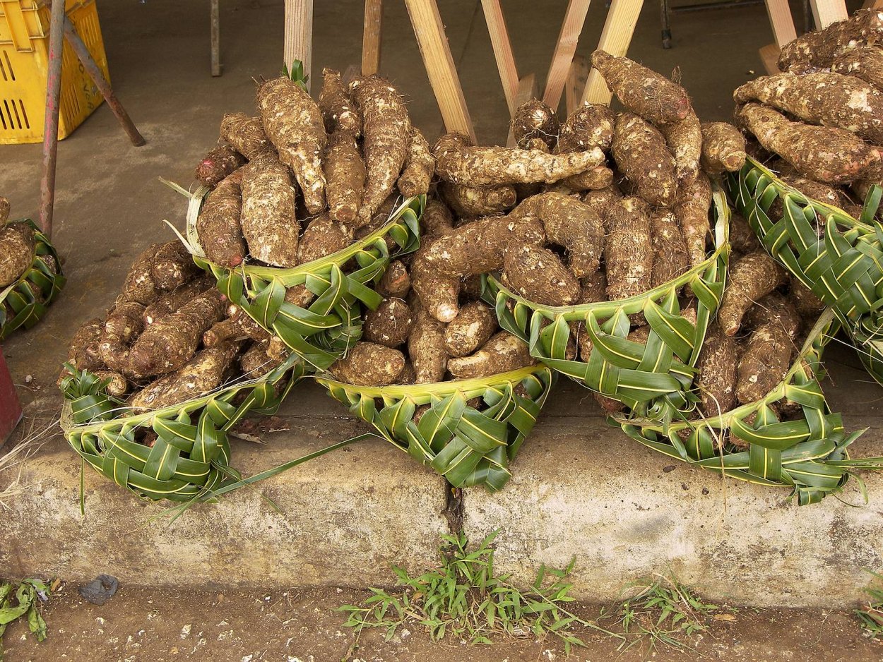 Алоказия Сильвер драгон