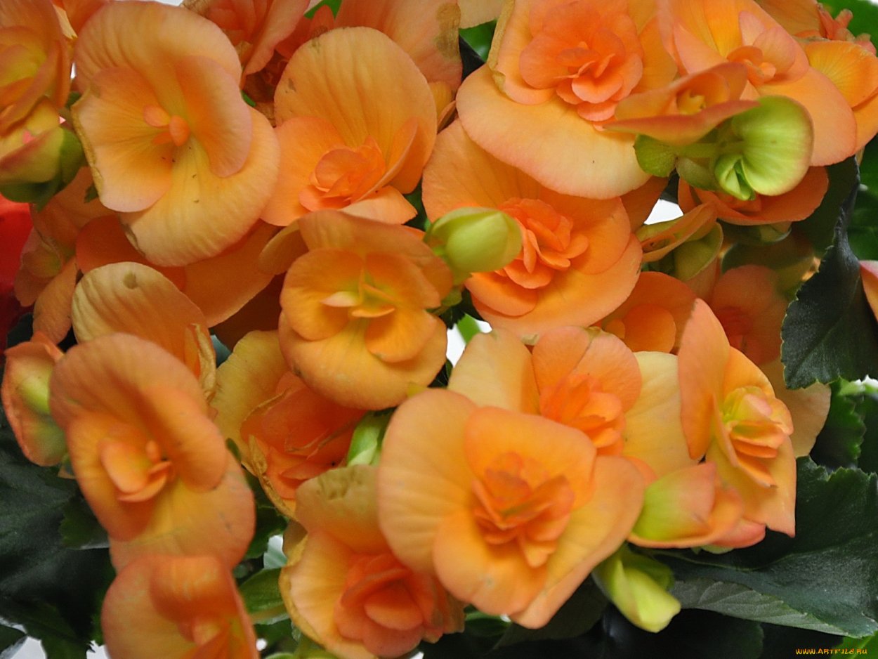 DS экзот бегония