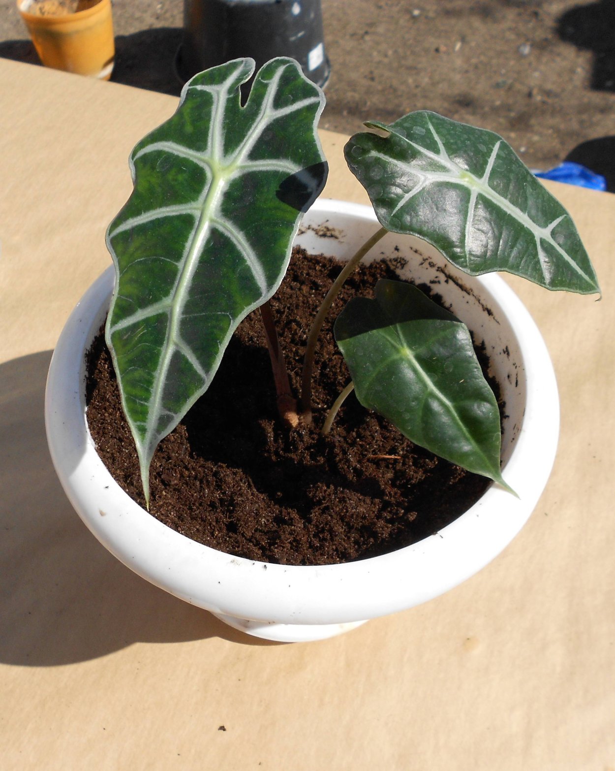 Алоказия Амазонская