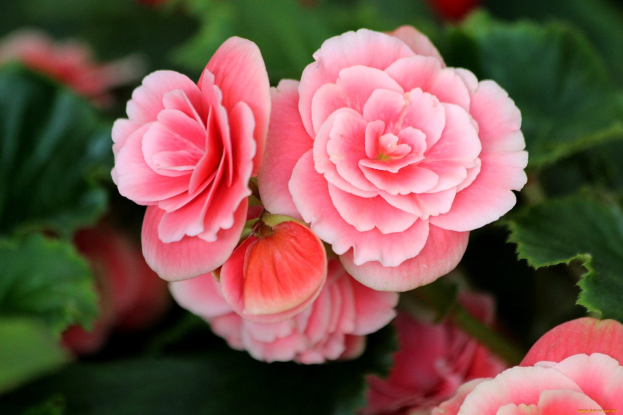 Бегония Иллюминейшн оранж f1