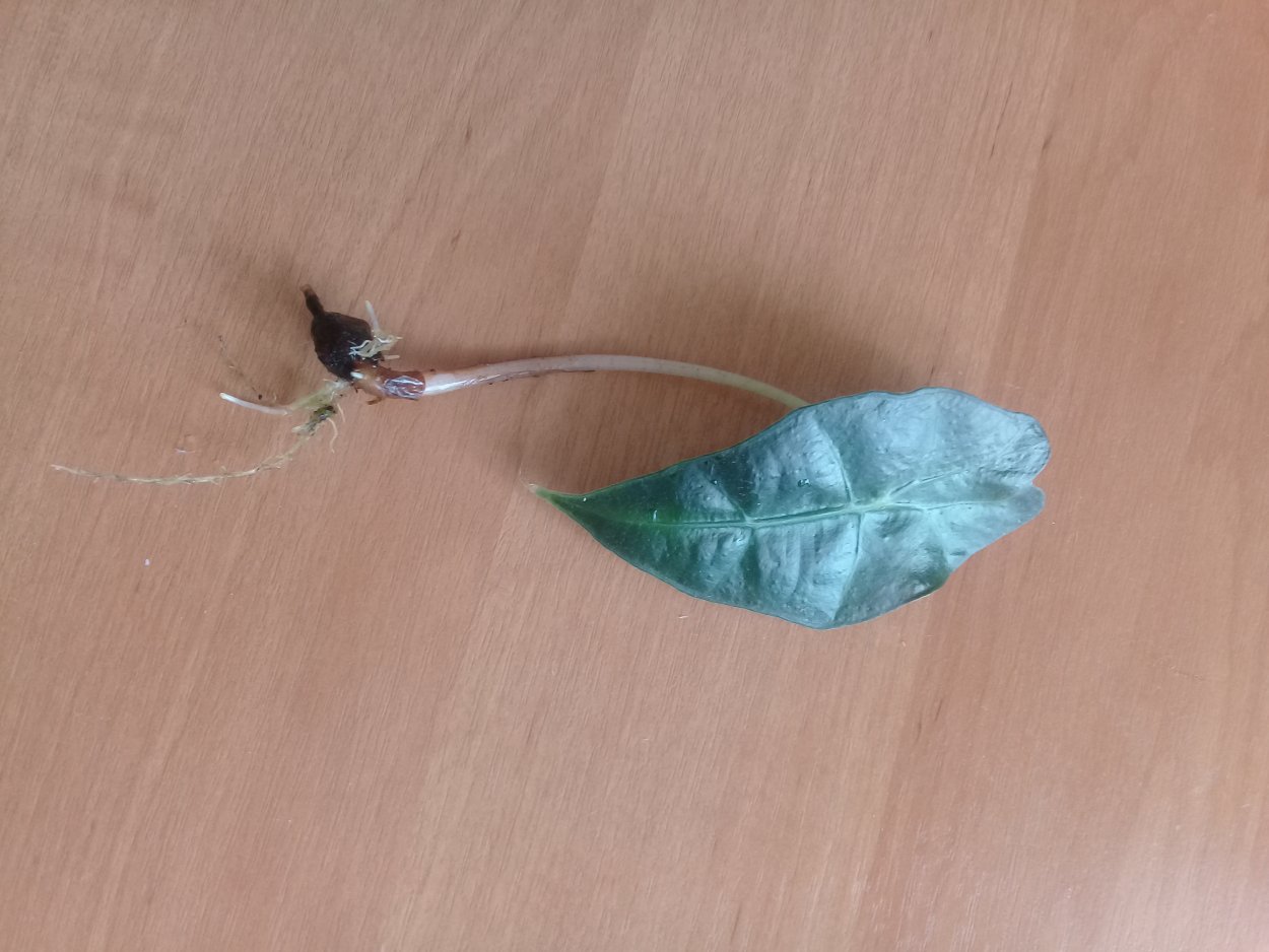 Алоказия Махарани