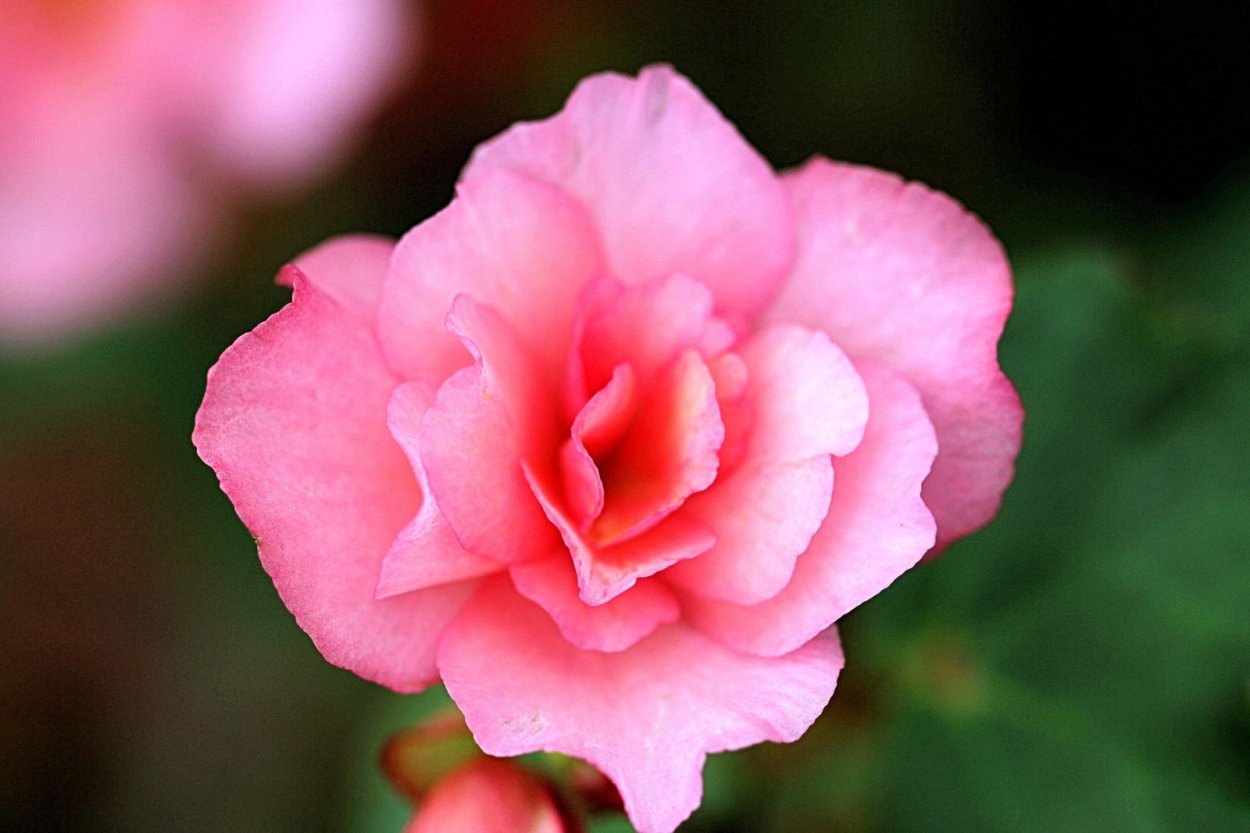 Бегония elatior Borias