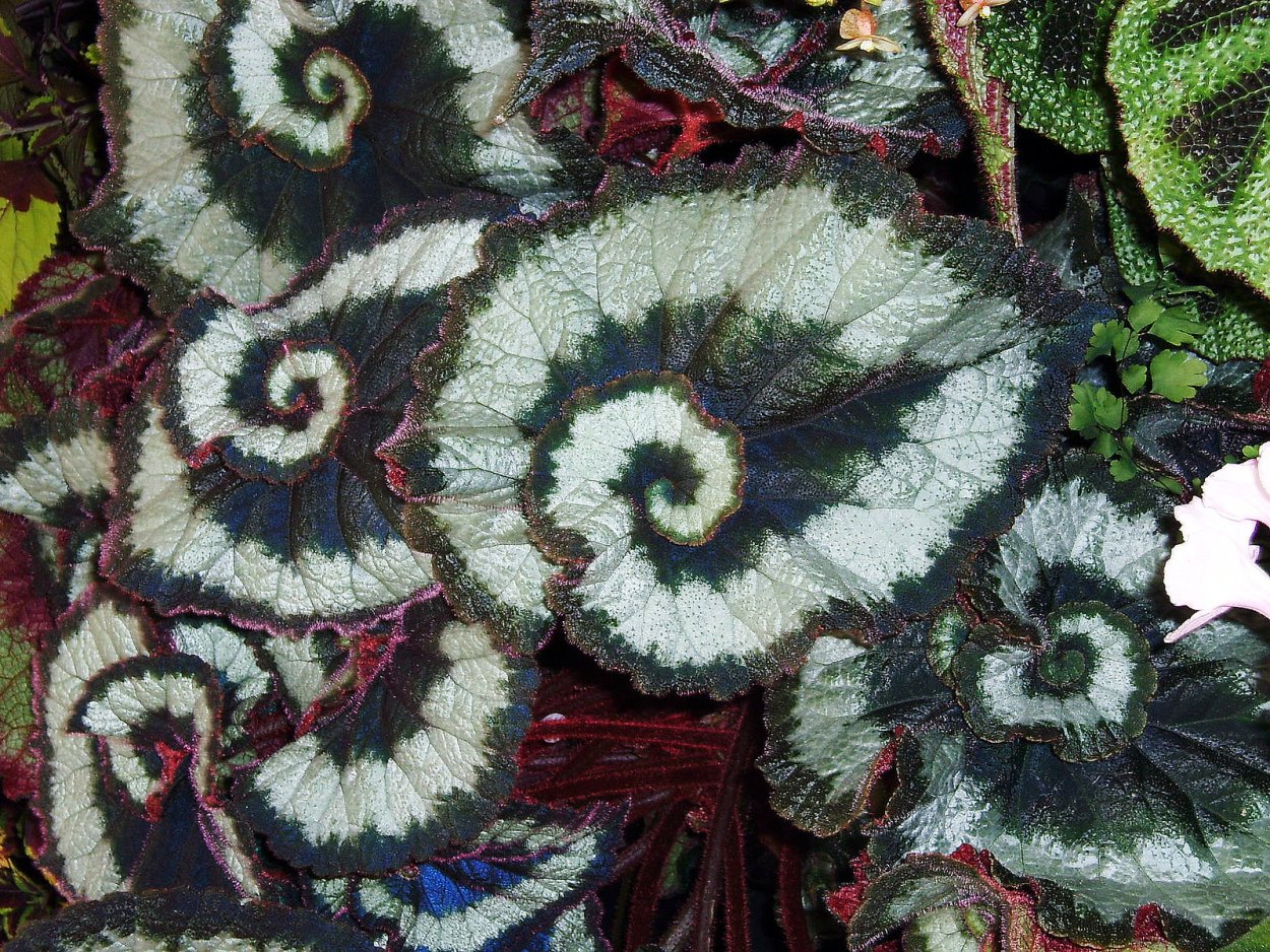 Бегония Ригер