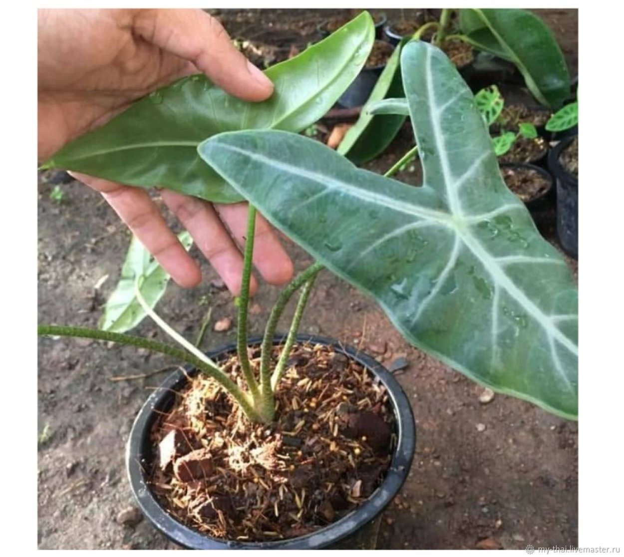 Алоказия Купрея