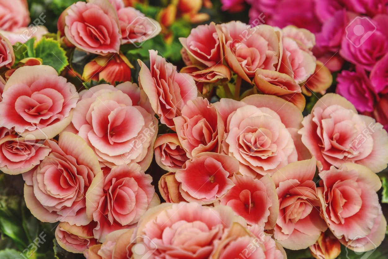 Пеларгония Элатиор